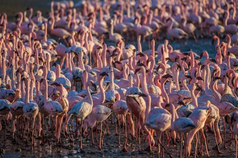 Interesting and useful birdwatching. Namibia. Huge colony of pink flamingos. Gorgeous birds feed in