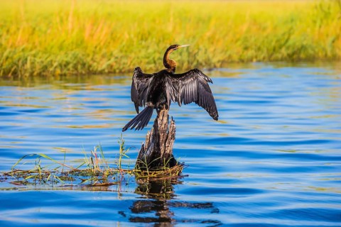 Chobe National Park on the Zambezi River, Botswana. Big Bird wings opened sitting on a tree among