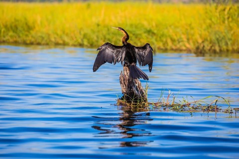 African cormorant dries its wings. Chobe National Park on the Zambezi River, Botswana. The concept