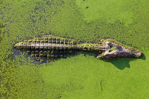 Young alligator in Thailand wetland pond with duckweed and copy space. View from above