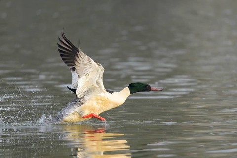 A common merganser (Mergus merganser) takes off from the water and flies with outstretched wings,