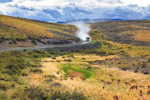 On a dirt road bus rides in a cloud of dust. On the graß grazing herd of wild guanacos. Torres del