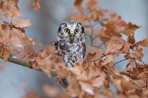 Boreal owl, Aegolius funereus, boreal owl