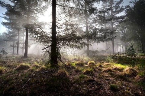 Sunbeams in morning misty coniferous forest, Drenthe, Netherlands