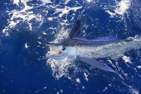 Beautiful white marlin real bill fish on atlantic water sport fishing