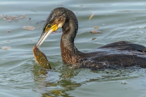 A large eel struggles to escape from a great cormorant (Phalacrocorax carbo)