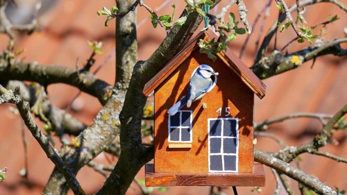 Blue tit takes up residence in a self-built birdhouse in an apple tree