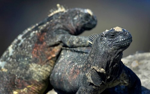 Marine Iguana, Amblyrhynchus cristatus, Galápagos National Park, Galápagos Islands, UNESCO World