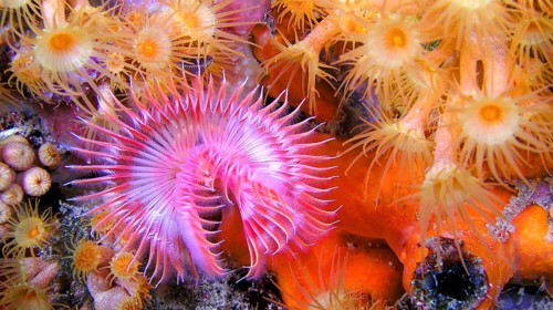 Tubeworm, Fan Worm, Serpula vermicularis, Feather Duster Worms, Tube Worm, Polychaete, Cabo Cope