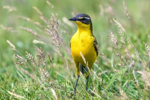 Yellow Bird in the Grass, Western Yellow Wagtail (Motacilla flava)