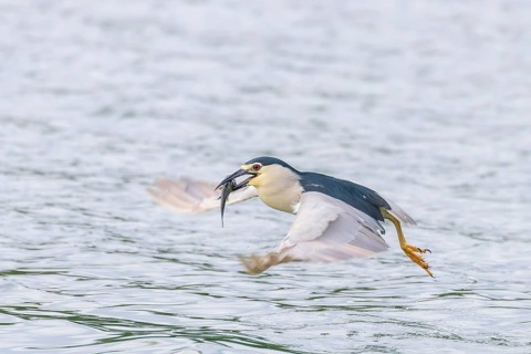 Black Crowned Night Heron in Fight with Fish in Beak (Nycticorax nycticorax)