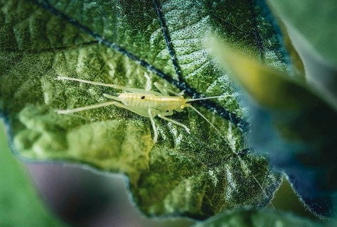Little grasshopper