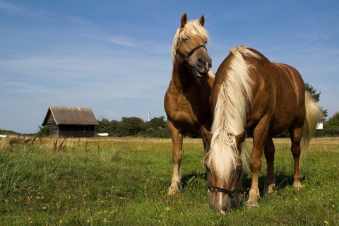 Landscape with horses