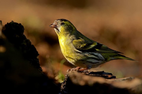 Siskin in morning light