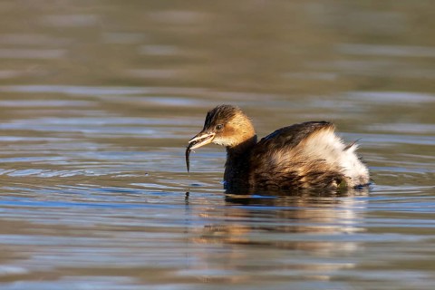 Little Grebe with prey. Little Grebe with bait