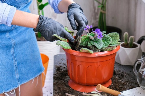 Woman gardener hands transplantion violet in a pot. Concept of home gardening and planting flowers
