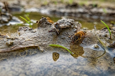 Bee drinking water in a puddle