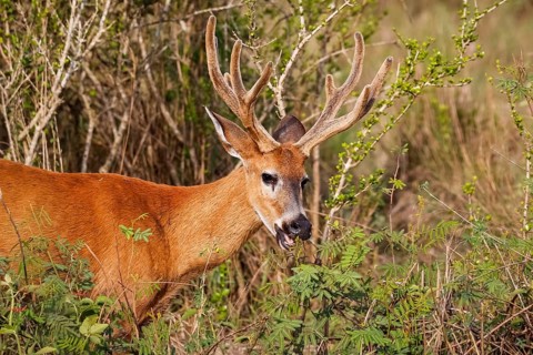 Close-up of a Pampa Deer with big antlers in warm afternoon light, Pantanal Wetlands, Mato Grosso,