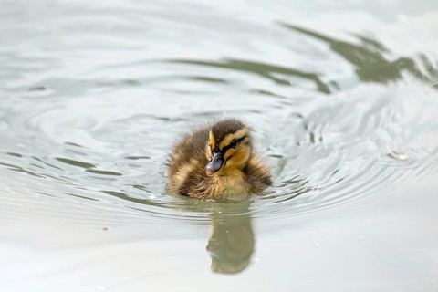 Very young duckling swimming alone. With space for copy or text