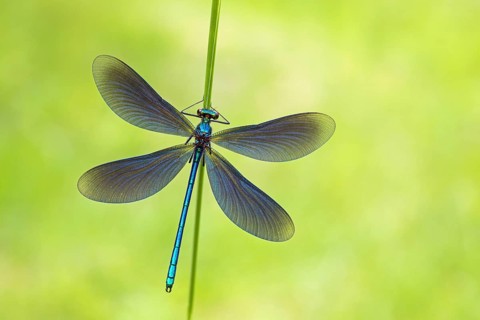 Blue-winged damselfly, Calopteryx virgo