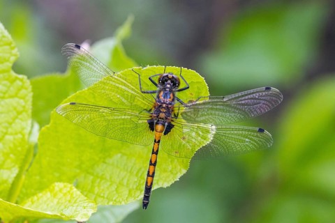 Large white-faced darter (Leucorrhinia pectoralis), animal, insect, dragonfly
