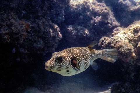 White-spotted puffer Underwater (Arothron hispidus) Marine life