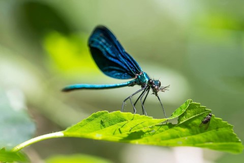 Blue-winged damselfly (Calopteryx virgo), male, ?, with a captured fly on a leaf, Dillendorf,