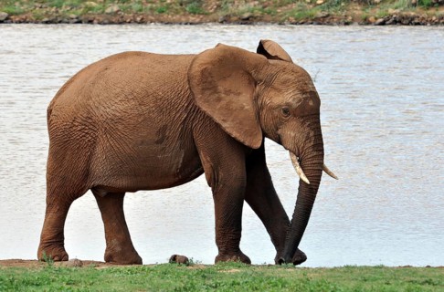 A female African Elephant in the Addo Park, South Africa, Africa