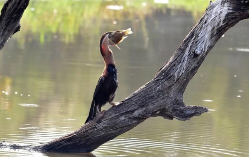 An African Darter with a fish at a lake in the Kruger Park, South Africa, Africa