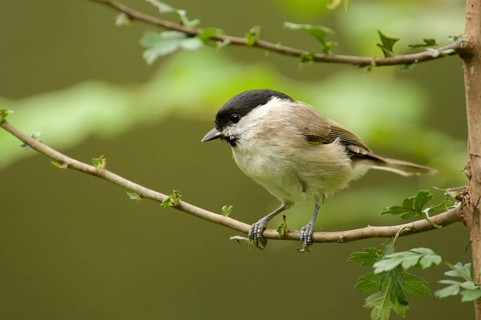 Marsh Tit in a tree