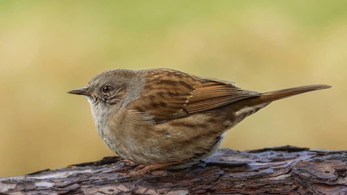 Dunnock (Prunella modularis) sitting on a lying tree trunk, protected forest, Black Forest,