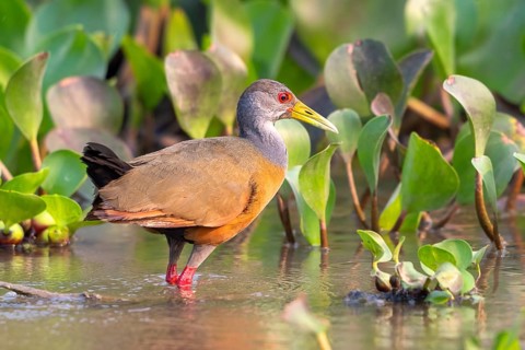 Cayenne alder (Aramides cajaneus), Pantanal, inland, wetland, UNESCO Biosphere Reserve, World