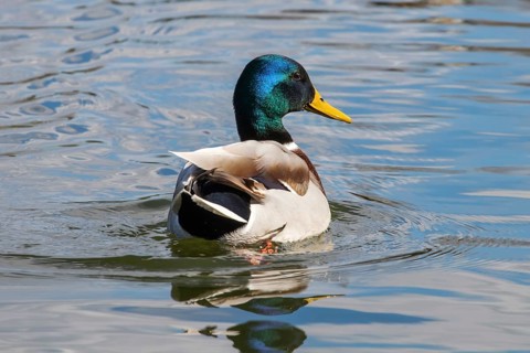 Wild duck Mallard Anas platyrhynchos. Male Duck