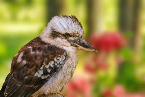Kookaburras, terrestrial tree kingfishers of the genus Dacelo Demene, Latvia, Europe