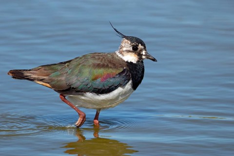 Lapwing, Vanellus vanellus