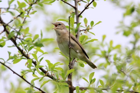 Garden Warbler, Sylvia borin