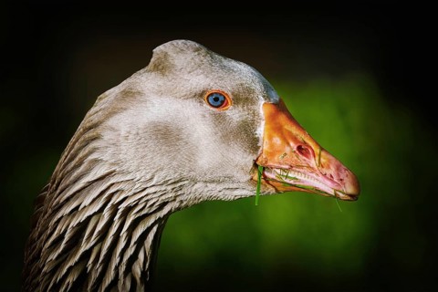 Portrait of Grey Goose against Green Background Amsterdam, Netherland