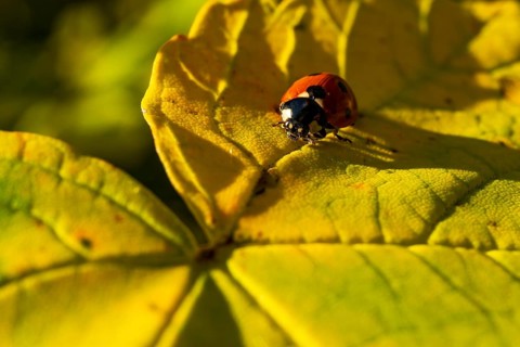 A ladybird crawls on a large, autumnal yellow leaf shining in the sunlight, Teutoburg Forest, North