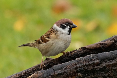 Tree sparrow sitting on a tree trunk seen from the front right