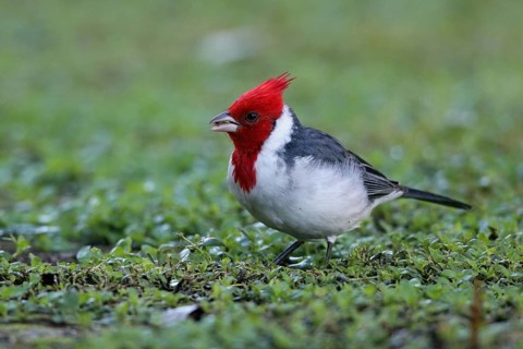 Grey cardinal, Paroaria coronata, Argentina, South America