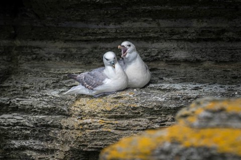 Fulmars, social behaviour, Fulmarus glacialis, Westray, Orkney Islands, Scotland, Great Britain