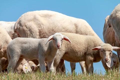 Dike sheep with lambs on the Lower Rhine, June, North Rhine-Westphalia, Germany, Europe