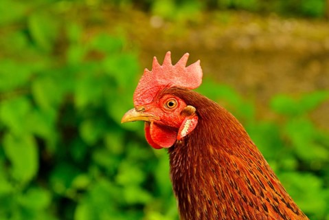 Cock close up on the farm, green grass background