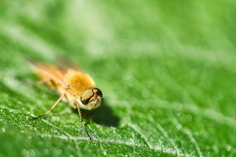 Hair rings fly on a green leaf. Sunshine on the insect. Macro shot of small animals
