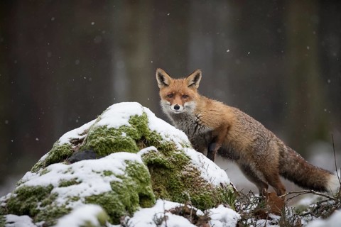 Red fox, Vulpes vulpes, red fox