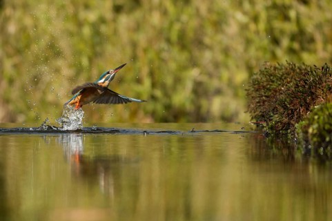 Kingfisher (Alcedo atthis)