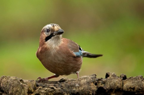 Attentive jay on a tree trunk