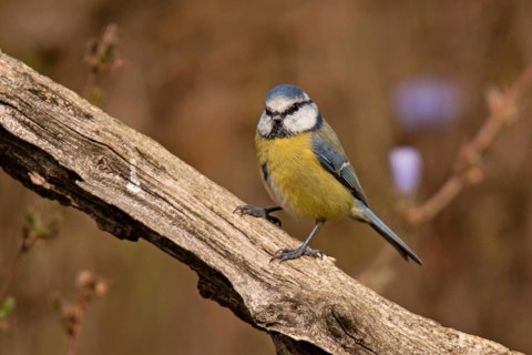 Blue tit (Cyanistes caeruleus)