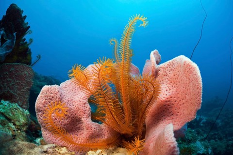 Caribbean coral reef, Caribbean, Dominica, Central America