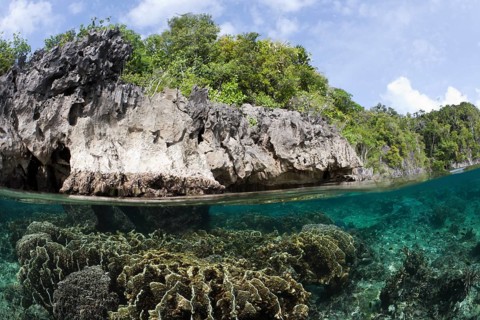 Shallow coral reef, Raja Ampat, West Papua, Indonesia, Asia